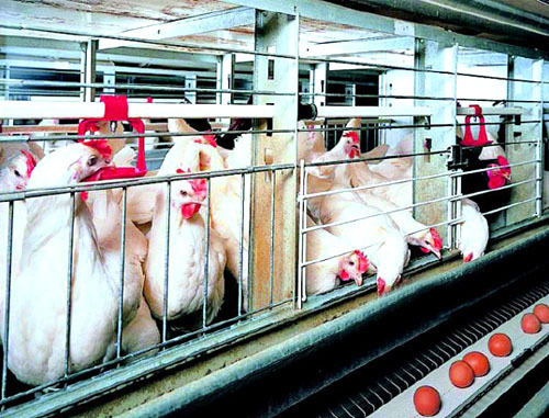 Птицефабрика «Михайловская». Северная Осетия. Фото: osradio.ru
