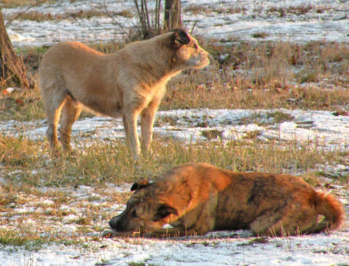 Бездомные собаки. Фото: AlexisMartin_mb http://commons.wikimedia.org/ Бездомные собаки. Фото: AlexisMartin_mb http://commons.wikimedia.org/