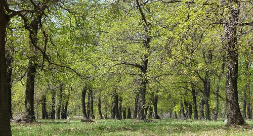 Природный парк "Волго-Ахтубинская пойма". Фото: http://oblkompriroda.volganet.ru/other/photography/parks/volgo-akhtubinskaya-poyma.php Природный парк "Волго-Ахтубинская пойма". Фото: http://oblkompriroda.volganet.ru/other/photography/parks/volgo-akhtubinskaya-poyma.php