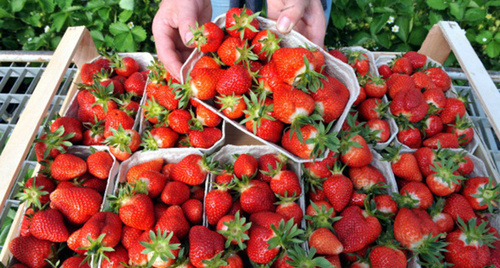 Клубника. Фото: http://fruitinfo.ru/trade/klubnika-iz-grecii-8189 Клубника. Фото: http://fruitinfo.ru/trade/klubnika-iz-grecii-8189