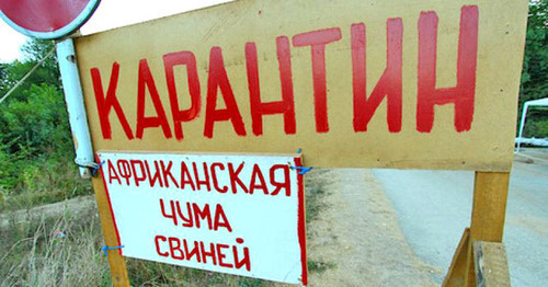 Карантин по африканской чуме свиней. Фото: Юрий Гречко / Югополис. Карантин по африканской чуме свиней. Фото: Юрий Гречко / Югополис.
