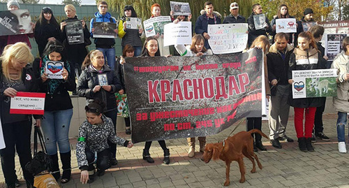 Пикет против насилия над животными в Краснодаре. Фото Алексея Мандригели для "Кавказского узла" Пикет против насилия над животными в Краснодаре. Фото Алексея Мандригели для "Кавказского узла"