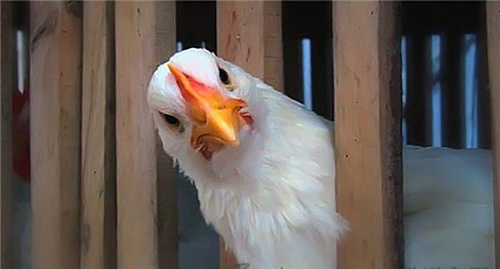 Курица. Фото http://zoohoz.ru/kyri/ptichij-gripp-207/ Курица. Фото http://zoohoz.ru/kyri/ptichij-gripp-207/