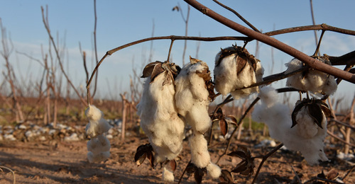 Хлопковое поле. ФоÑо: REUTERS/Nick Oxford