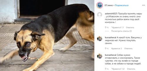 Злая собака. Фото: скриншот со страницы 07.news в Instagram https://www.instagram.com/p/B0P84F3iyL6/ Злая собака. Фото: скриншот со страницы 07.news в Instagram https://www.instagram.com/p/B0P84F3iyL6/
