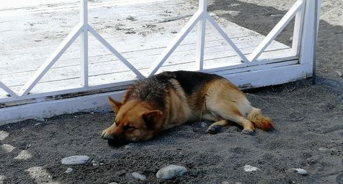 Бродячая собака на пляже в Сочи. Фото Светланы Кравченко для "Кавказского узла". Бродячая собака на пляже в Сочи. Фото Светланы Кравченко для "Кавказского узла".