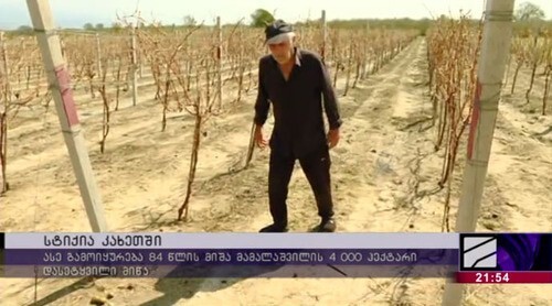 Поврежденный градом виноградник в Кахетии. Стопкадр из ролика на сайте телеканала "Рустави-2" https://www.rustavi2.ge/ka/news/208006 Поврежденный градом виноградник в Кахетии. Стопкадр из ролика на сайте телеканала "Рустави-2" https://www.rustavi2.ge/ka/news/208006