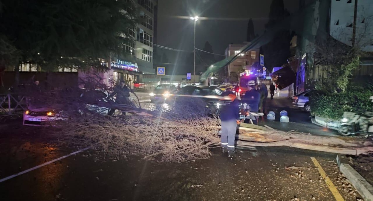 Одно из деревьев, упавших во время непогоды в Сочи. Фото: пресс-служба администрации Сочи https://t.me/officialsochi/35592 Одно из деревьев, упавших во время непогоды в Сочи. Фото: пресс-служба администрации Сочи https://t.me/officialsochi/35592