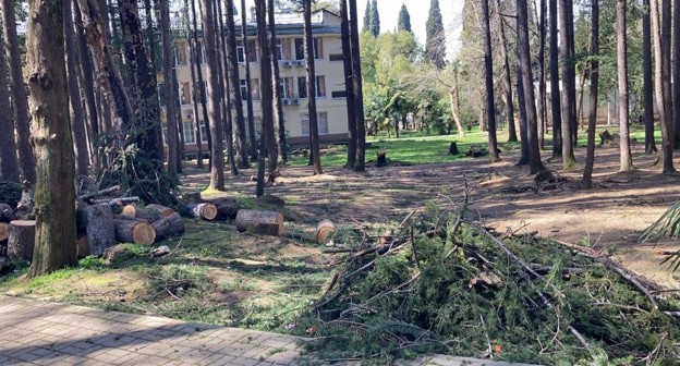 Срубленные деревья в Сочи, фото: корреспондент "Кавказского узла" Срубленные деревья в Сочи, фото: корреспондент "Кавказского узла"