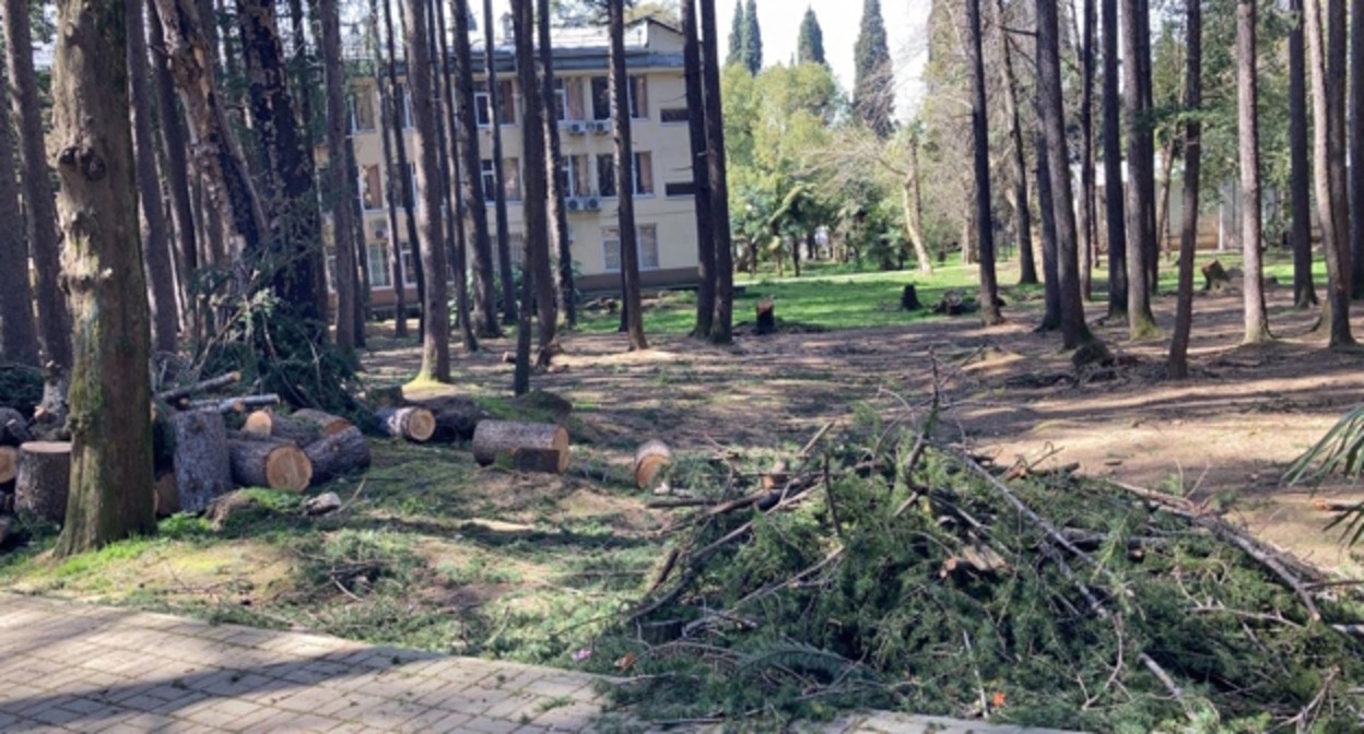 Срубленные деревья в Сочи, фото: корреспондент "Кавказского узла" Срубленные деревья в Сочи, фото: корреспондент "Кавказского узла"