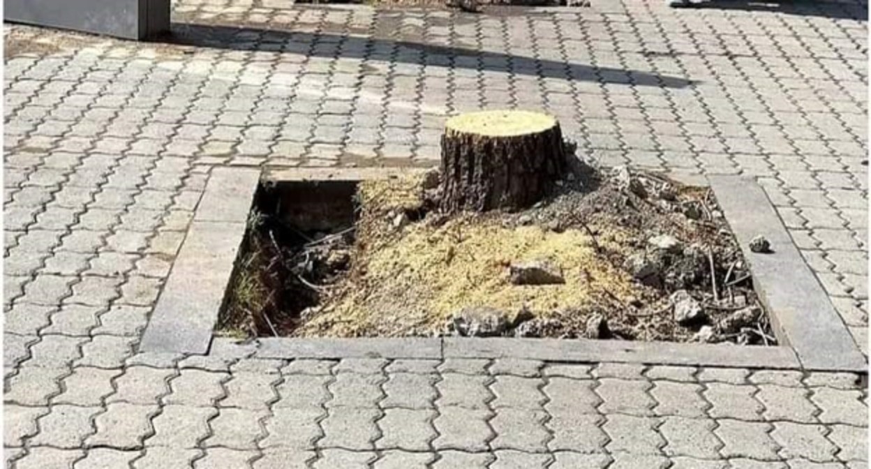 Вырубка деревьев в Ереване, фото: https://novostink.ru/politika/zhiteli-erevana-vozmushheny-vyrubkoj-tolstostvolnyh-derevev-na-kaskade/ Вырубка деревьев в Ереване, фото: https://novostink.ru/politika/zhiteli-erevana-vozmushheny-vyrubkoj-tolstostvolnyh-derevev-na-kaskade/