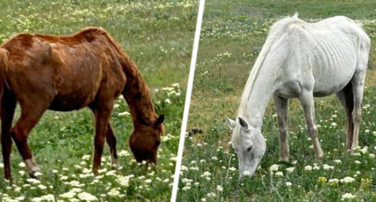 Истощенные лошади. Фото: Северо-Кавказское управление Россельхознадзора
Истощенные лошади. Фото: Северо-Кавказское управление Россельхознадзора