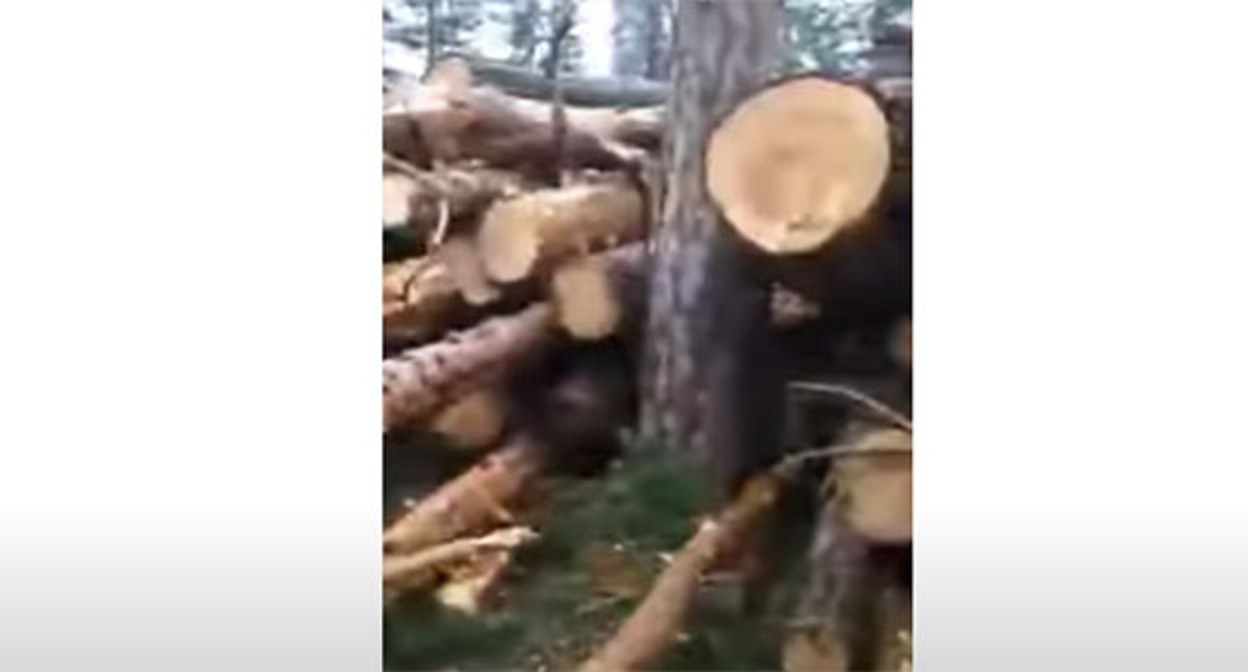 Вырубка деревьев в нацпарке "Приэльбрусье". Скриншот видео "Сделано в КБР" https://www.youtube.com/watch?v=q05dPvZkDek Вырубка деревьев в нацпарке "Приэльбрусье". Скриншот видео "Сделано в КБР" https://www.youtube.com/watch?v=q05dPvZkDek