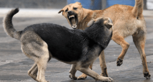 Бродячие собаки. Скриншот фото с сайта https://moscow.er.ru/activity/news/teper-regiony-smogut-prinimat-mery-chtoby-predotvratit-napadenie-bezdomnyh-zhivotnyh-na-lyudej