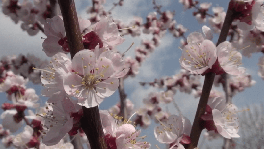 Цветение абрикосов. Стоп-кадр видео  сообщества "Сады России" "ВКонтакте". https://vk.com/video-44893922_456240598.