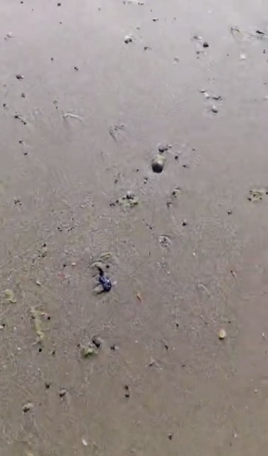 Свежие капли мазута, вынесенные морской волной на пляже в Джемете. Кадр из видео телеграм-канала "Юрий Озаровский Анапа Витязево" https://t.me/MoreOz/98373