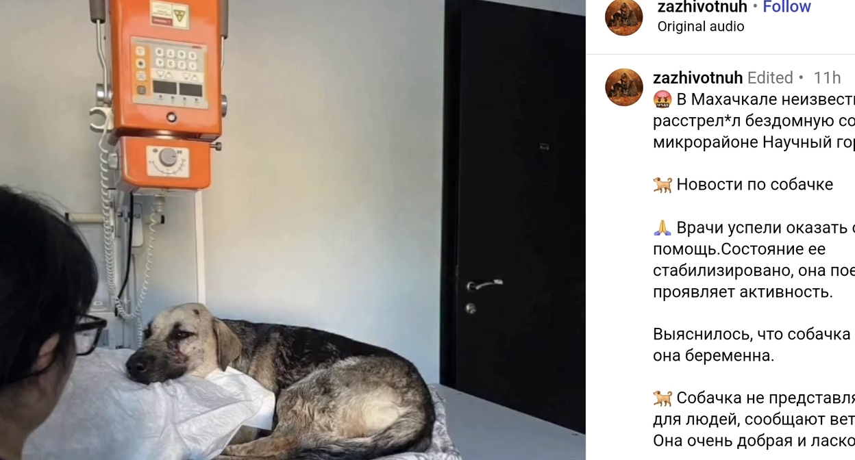 Собака, раненная в Махачкале. Скриншот публикации zazhivotnuh / Instagram*