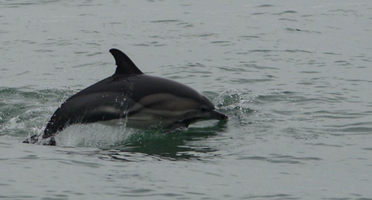 Дельфин. Скриншот фотографии из центра Delfa от 6 января 2025 года, https://t.me/delfacenter/252.