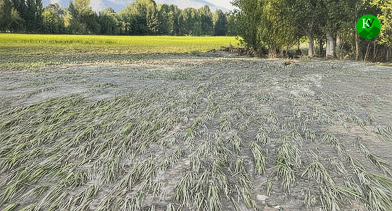 Посевы риса после наводнения. Иллюстрация создана "Кавказским узлом" при помощи ИИ в программе Copilot Посевы риса после наводнения. Иллюстрация создана "Кавказским узлом" при помощи ИИ в программе Copilot