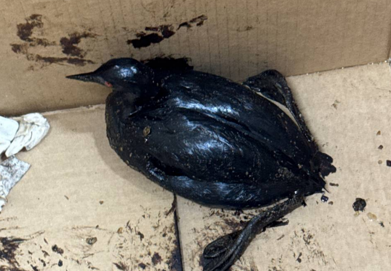 Птица, привезенная в центр. Скриншот фото центра на Жемчужной от 10.04.26, https://t.me/zhemchujnaya9/1667 Птица, привезенная в центр. Скриншот фото центра на Жемчужной от 10.04.26, https://t.me/zhemchujnaya9/1667