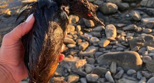 Птица, найденная в районе Мысхако. Фото: Roman_eco / Telegram