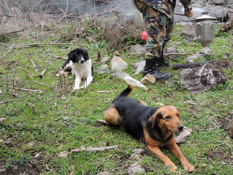Эти два Полкана добросовестно сопровождали нас всё дорогу, за что получили от нас "благодарность" в виде куском мяса и пр. вкусностей. :-) Эти два Полкана добросовестно сопровождали нас всё дорогу, за что получили от нас "благодарность" в виде куском мяса и пр. вкусностей. :-)