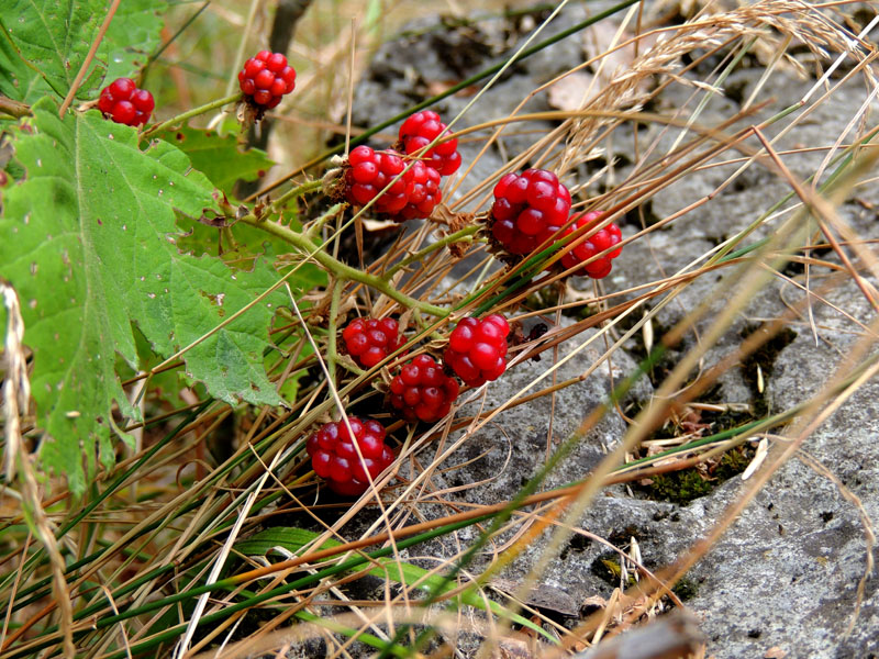 Недозрелая ежевика.