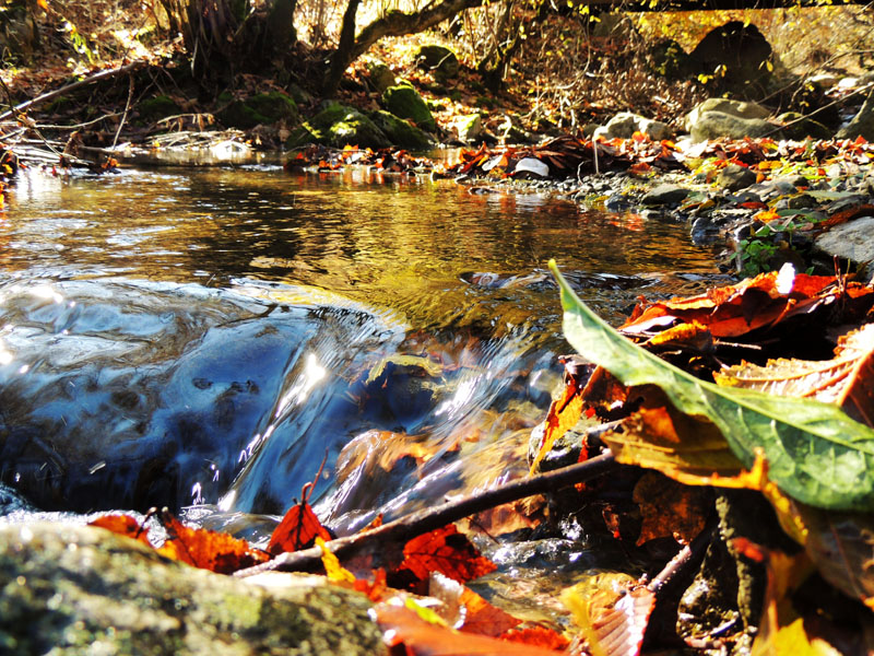  Листья прибило к бережку.