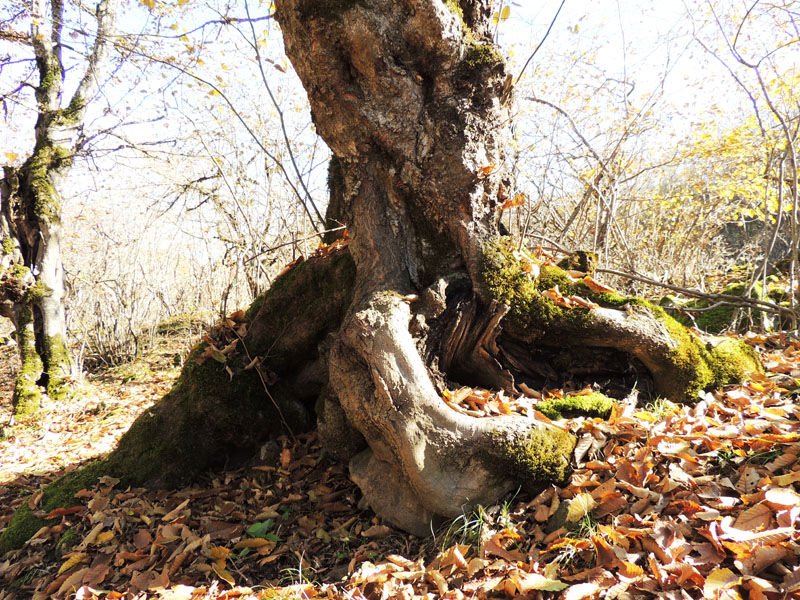  Дерево с тремя крупными корнями.