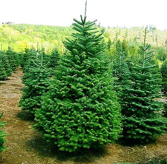 Ёлки - кандидаты на вырубку.