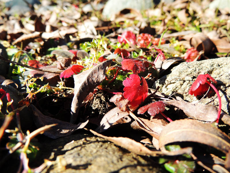 Не знаю, что за трава, но очень красиво.