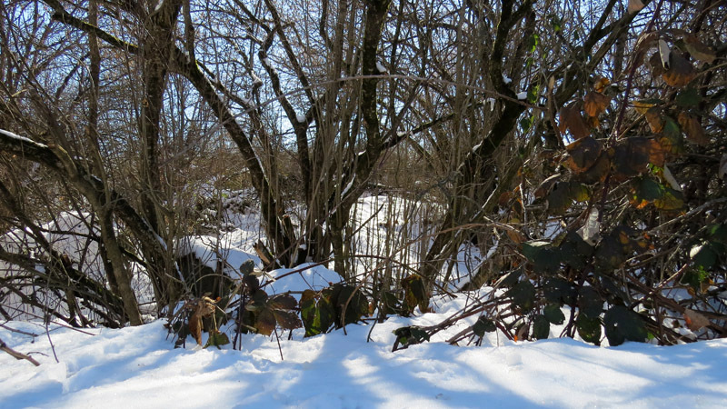 В редком лесу ещё пока лежит снег. Возвращаемся.