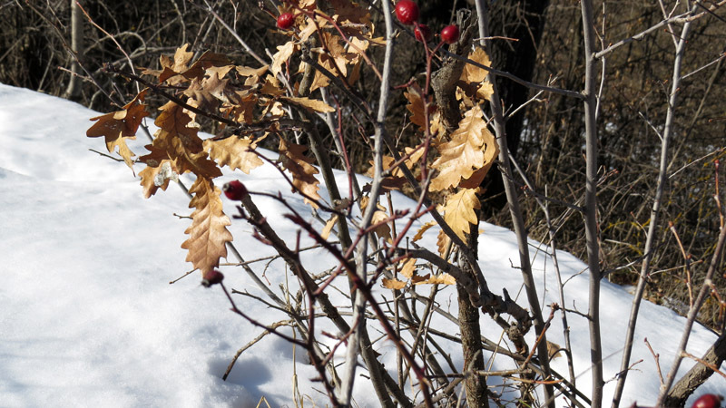 ам, куда солнечные лучи не попадают, лежит снег.