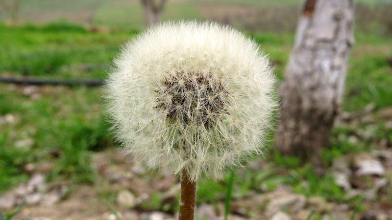 Весна пришла.