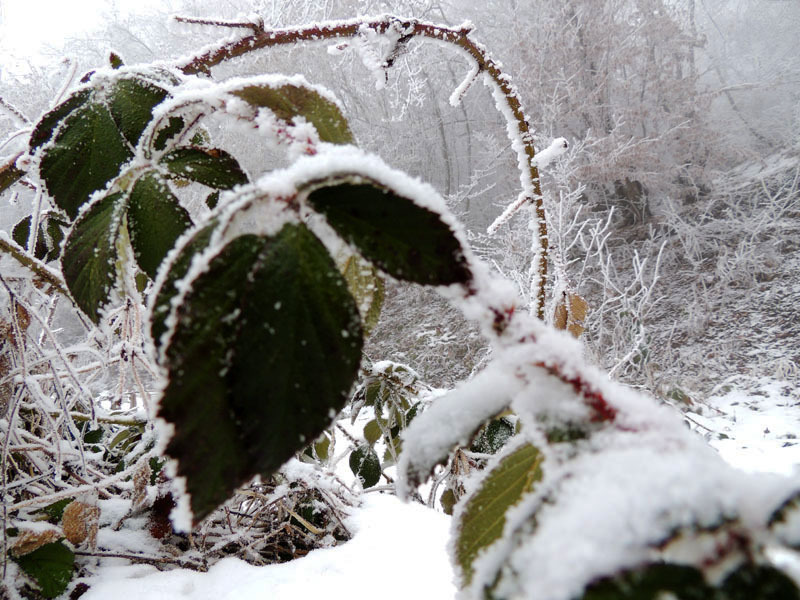 Виртуальная выставка, январь - 3. Виртуальная выставка, январь - 3.