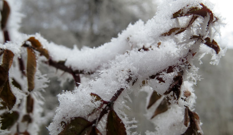Виртуальная выставка, январь - 8. Виртуальная выставка, январь - 8.