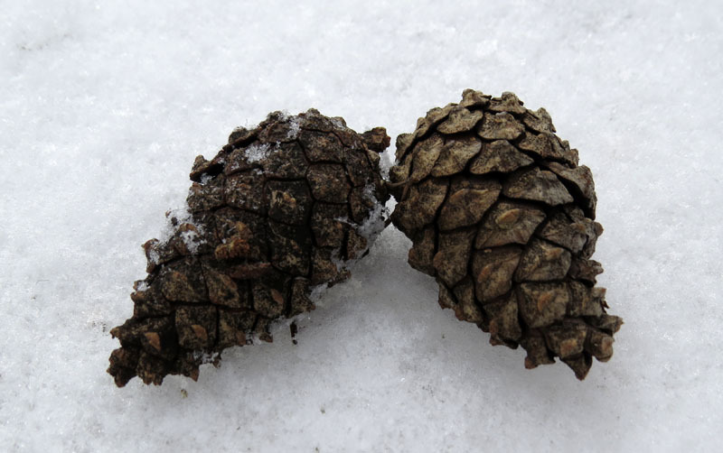 Виртуальная выставка, январь - 9. Виртуальная выставка, январь - 9.