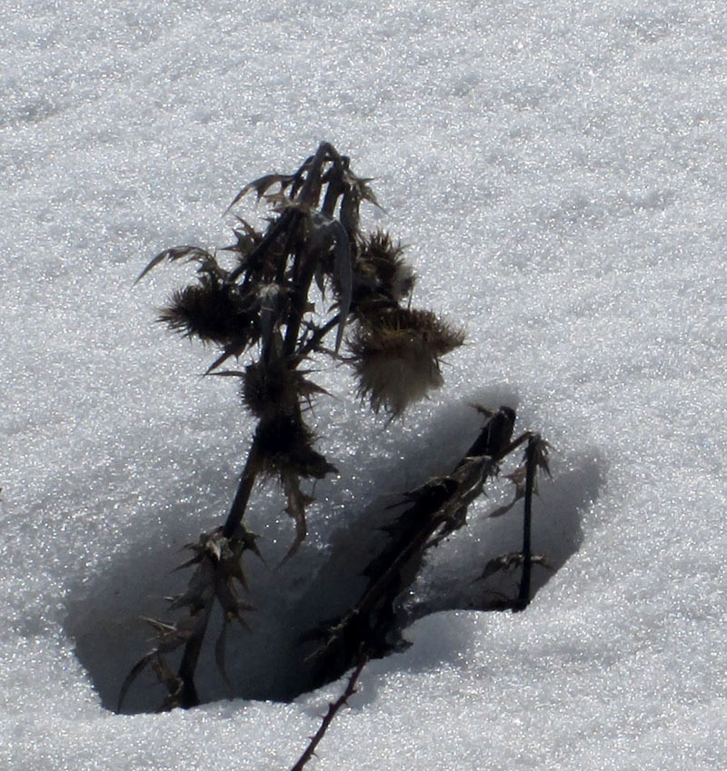 Виртуальная выставка, январь - 16. Виртуальная выставка, январь - 16.