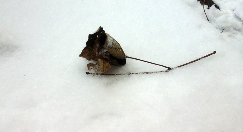 Фотография - Фотография -