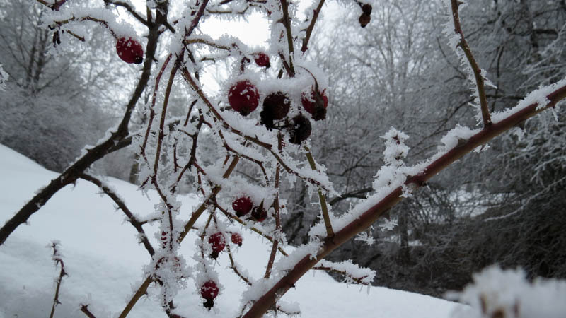 Фотография - Фотография -