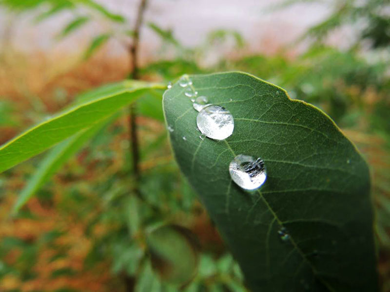 Роса. Фото 5. Роса. Фото 5.