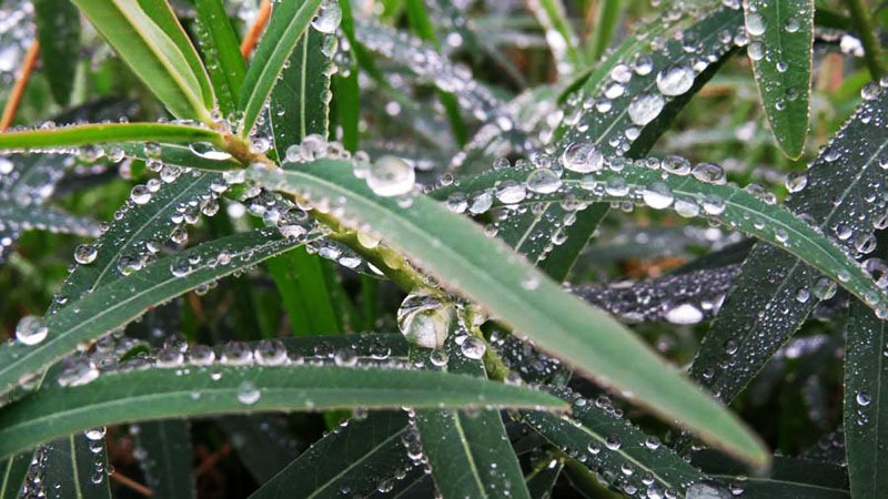 Роса. Фото 9. Роса. Фото 9.