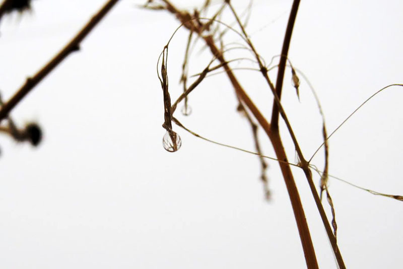 Роса. Фото 10. Роса. Фото 10.