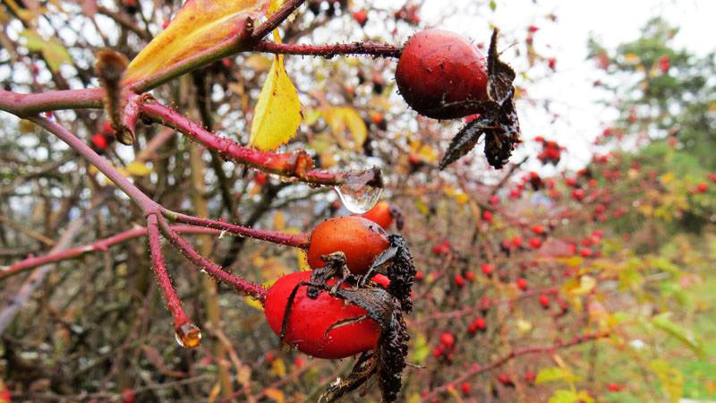 Роса. Фото 13. Роса. Фото 13.