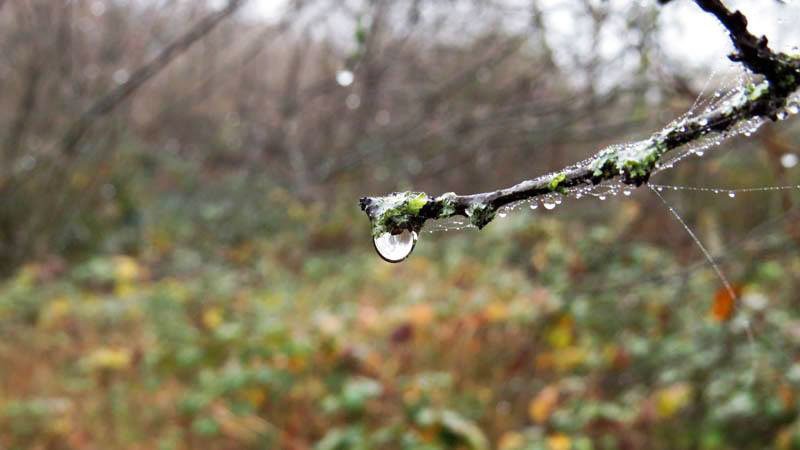 Роса. Фото 15. Роса. Фото 15.