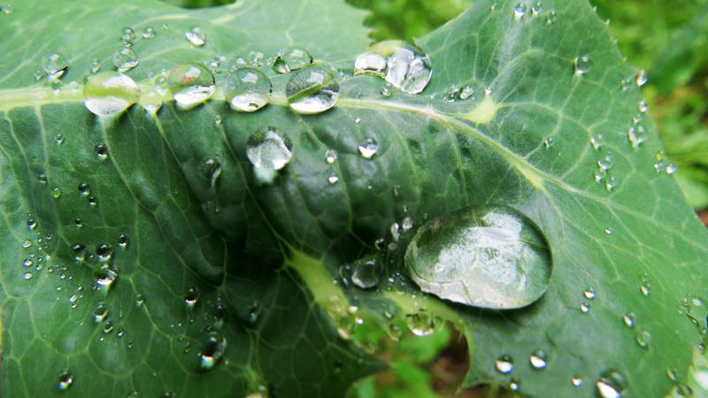 Роса. Фото 16. Роса. Фото 16.