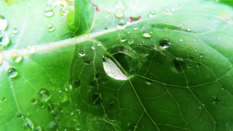 Роса. Фото 17. Роса. Фото 17.