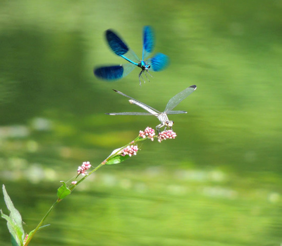 Фотовыставка (август) - 1. Фотовыставка (август) - 1.