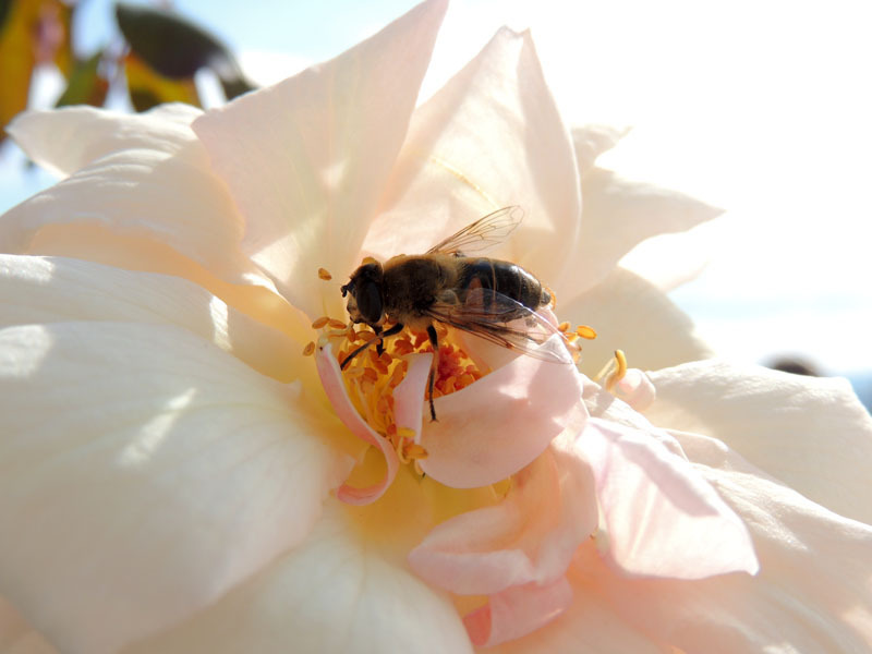 Фотовыставка (август) - 5. Фотовыставка (август) - 5.